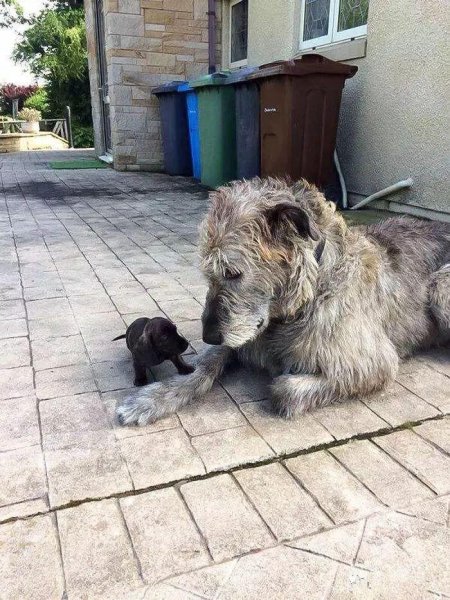 世界上最大的犬种有哪些