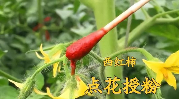 番茄开花需要授粉吗