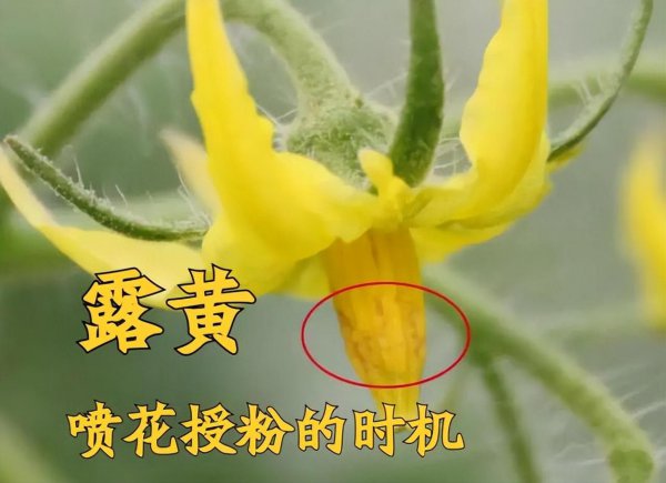 番茄开花需要授粉吗