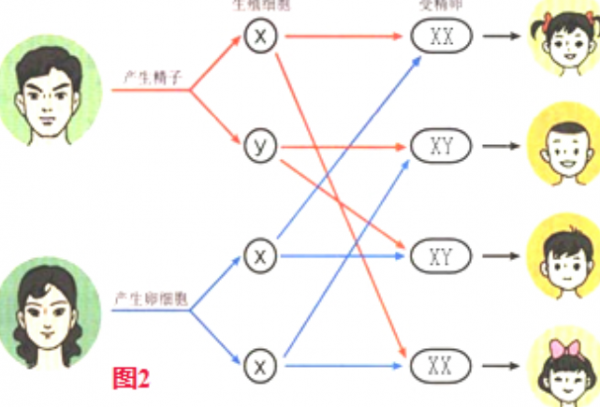 男孩智商100%遗传母亲是真的吗