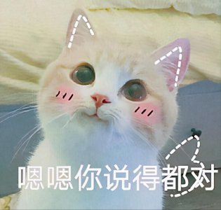 13个已被科学证明的养猫好处 养猫的优点有哪些