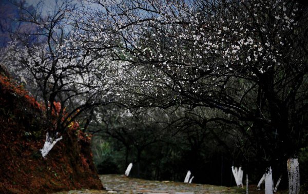 梅岭在哪里