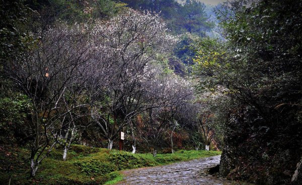 梅岭在哪里