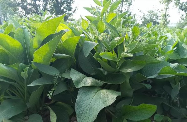 多年生牧草品种