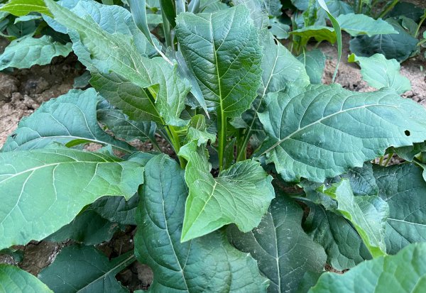 多年生牧草品种