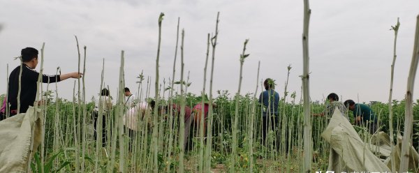 种植艾叶一亩纯利润多少