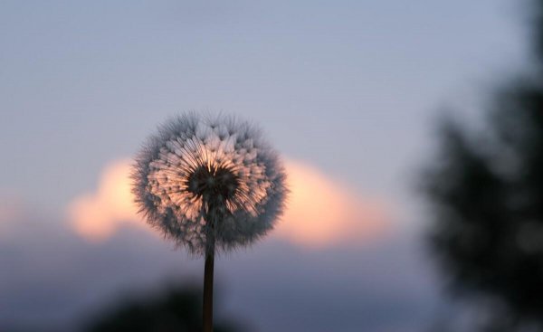 十大凄美之花的花语和寓意