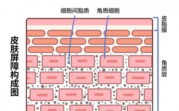 精华液和乳液只用一个可以吗