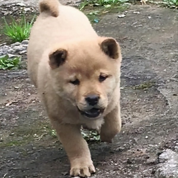 中华田园犬种类有哪些