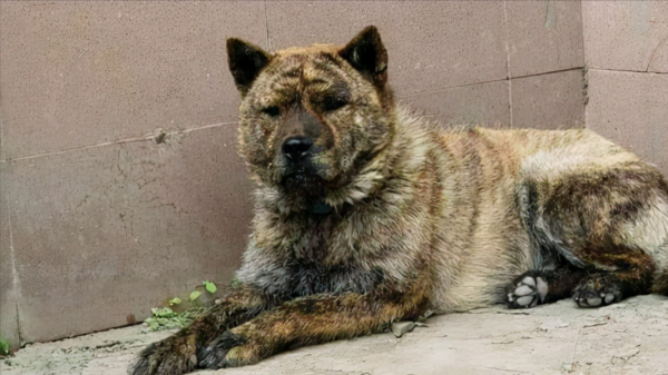 中华田园犬种类有哪些