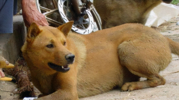 中华田园犬种类有哪些