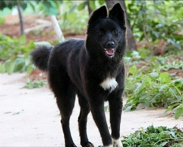 中华田园犬种类有哪些