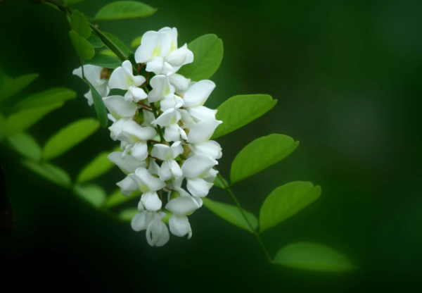 关于槐花古诗诗句