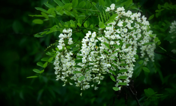 关于槐花古诗诗句