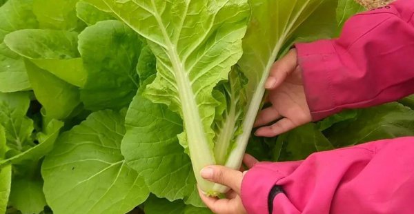 阳台适合种植什么样的菜