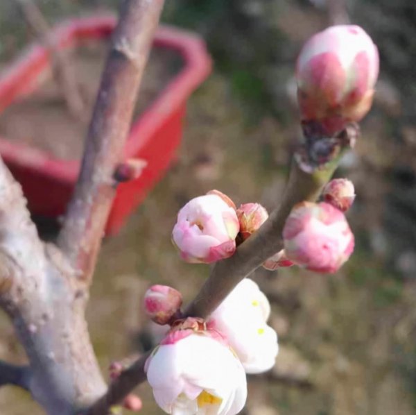 花中君子指的是什么植物