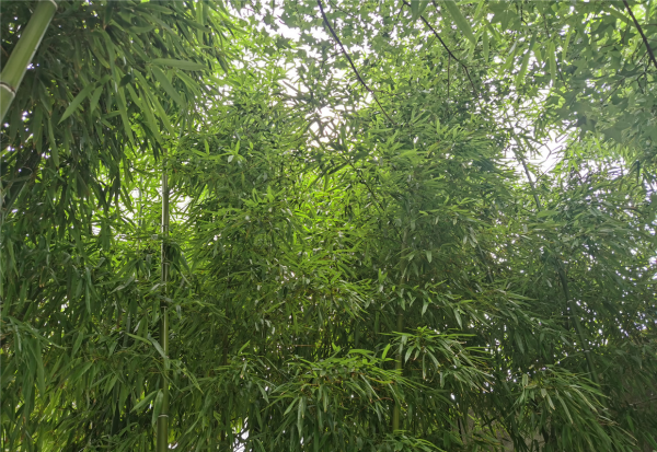 花中君子指的是什么植物