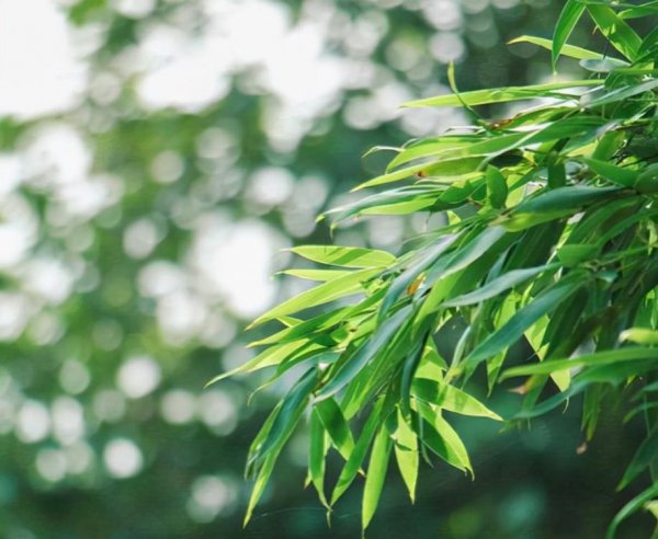 花中君子指的是什么植物