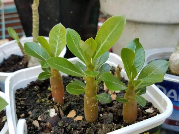 植物浇水的最佳时间