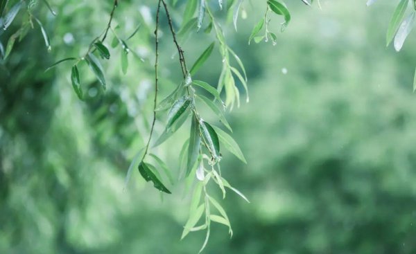 李清照蝶恋花最有名的两句