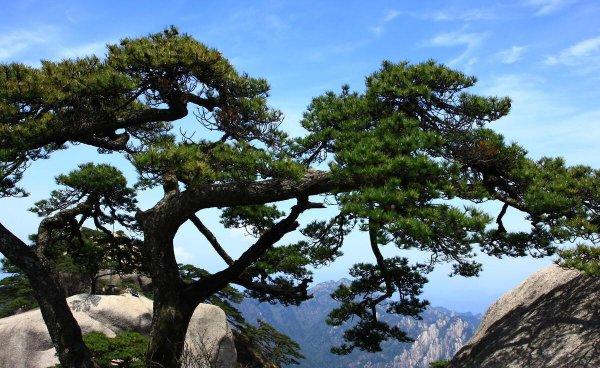 黄山的景物特点有哪些