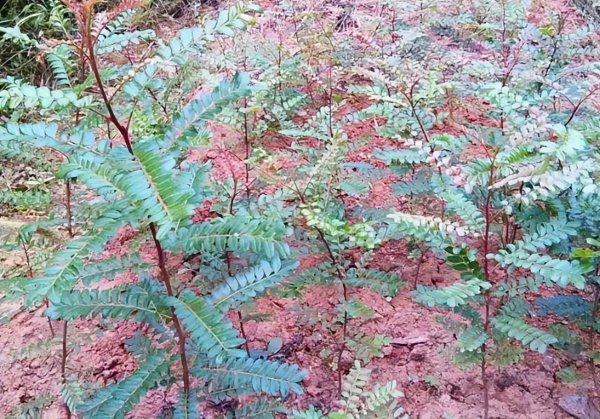 螨虫最怕什么植物图片