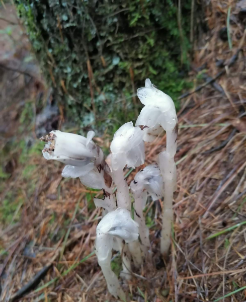 幽灵兰花的样子与价值