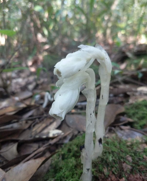 幽灵兰花的样子与价值