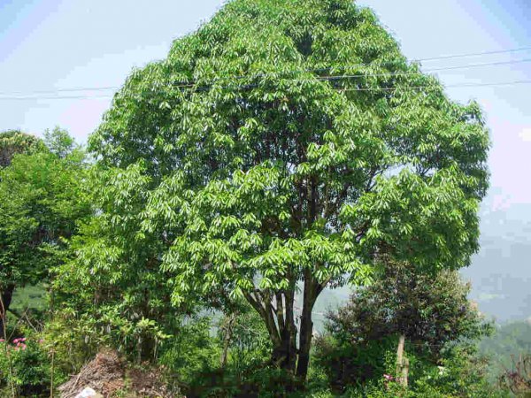 石楠花味道很难闻吗