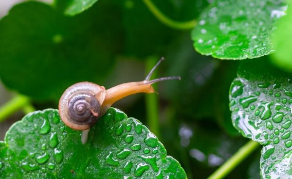 蜗牛为什么下雨天出来