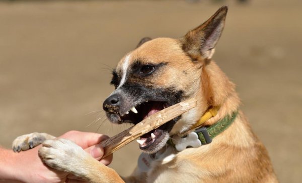 狗护食咬主人一定要打吗