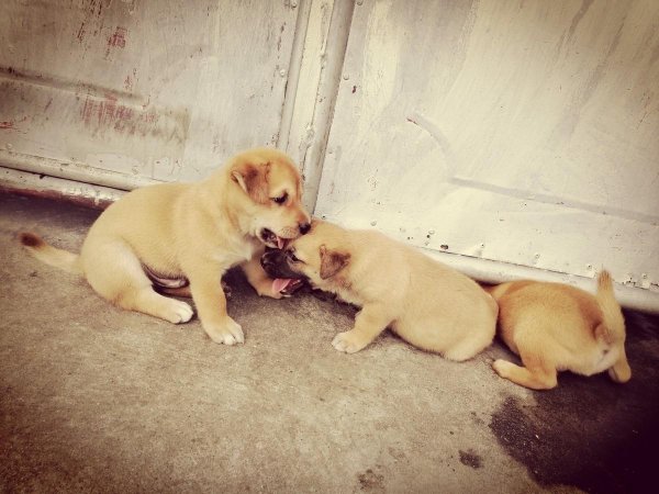 中国纯种犬狗种类