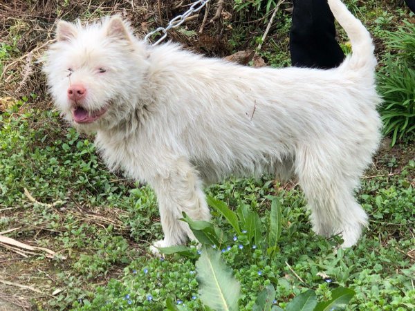 中国纯种犬狗种类