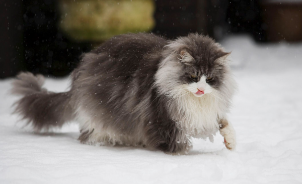 世界上十大最漂亮的猫排名