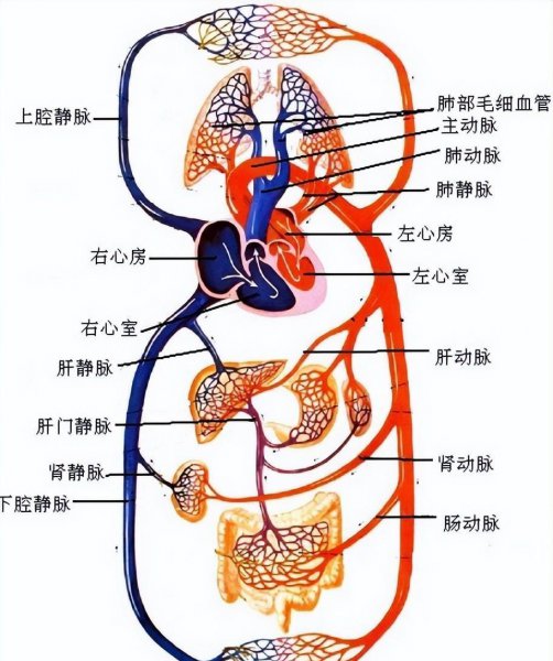 把脉是动脉还是静脉