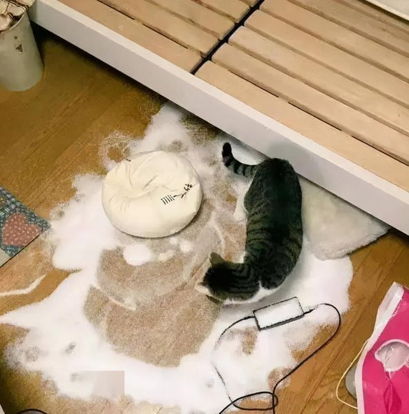 猫被打后记仇还能养吗