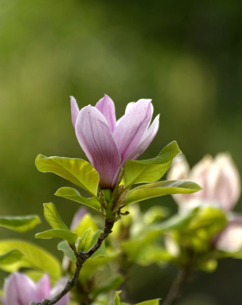 辛夷花与玉兰花的区别在哪里