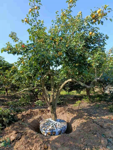 庭院栽什么树风水最好又吉利