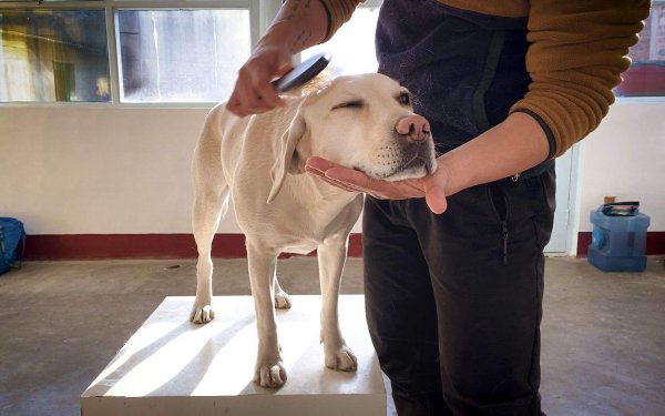 家养小型短毛犬推荐