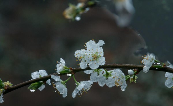 关于带梨花的诗句大全