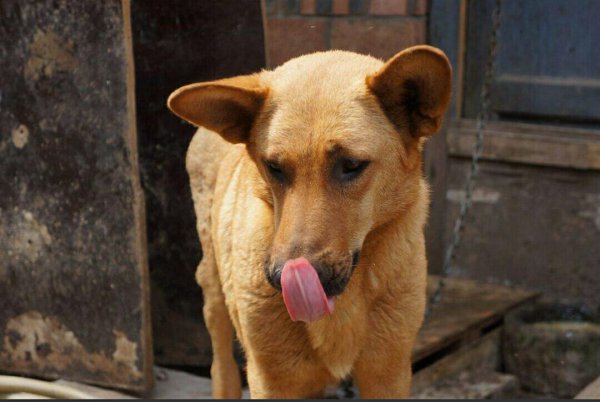 中型犬适合家养的狗图片