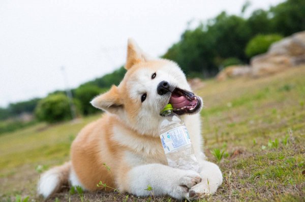 中型犬适合家养的狗图片