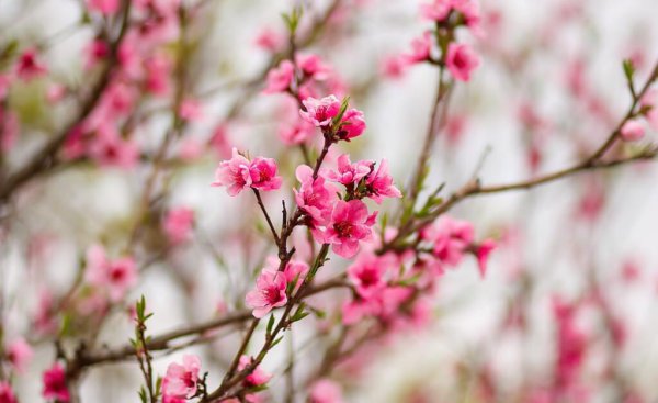 花非花白居易古诗意思