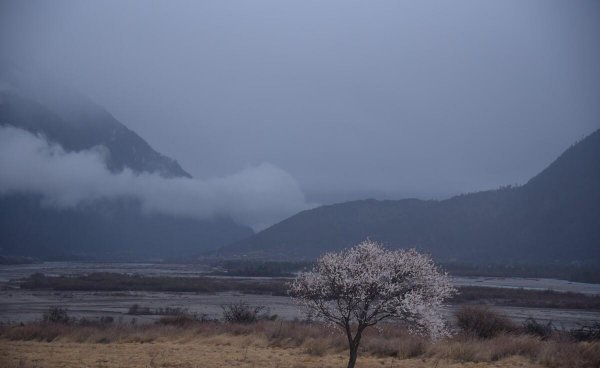 花非花白居易古诗意思