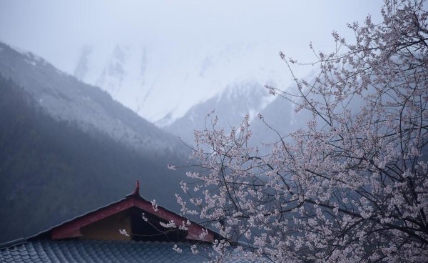 花非花白居易古诗意思