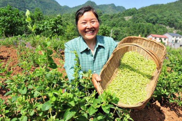 金银花产地在哪里