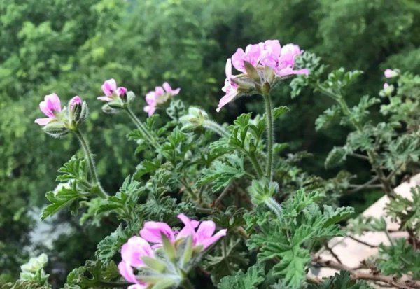 蚊子最怕的植物