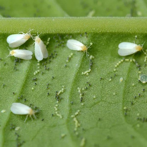 自制杀虫剂养花种菜不用愁