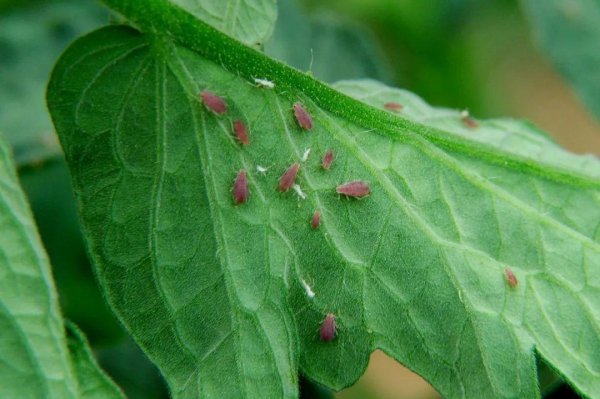 自制杀虫剂养花种菜不用愁