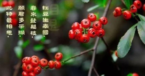 诗词典故红豆相思介绍